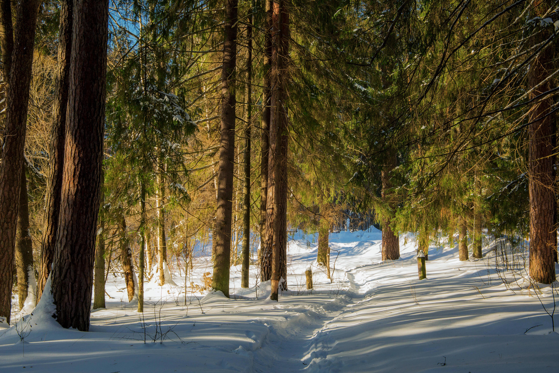 *** природа пейзаж зима лес татарстан раифский заповедник