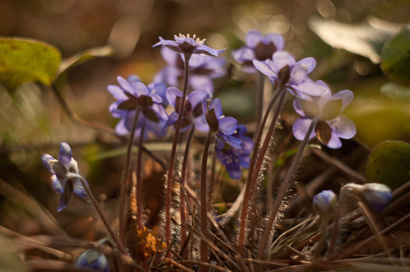 *** цветы лес весна природа певоцветы перелески печеночница