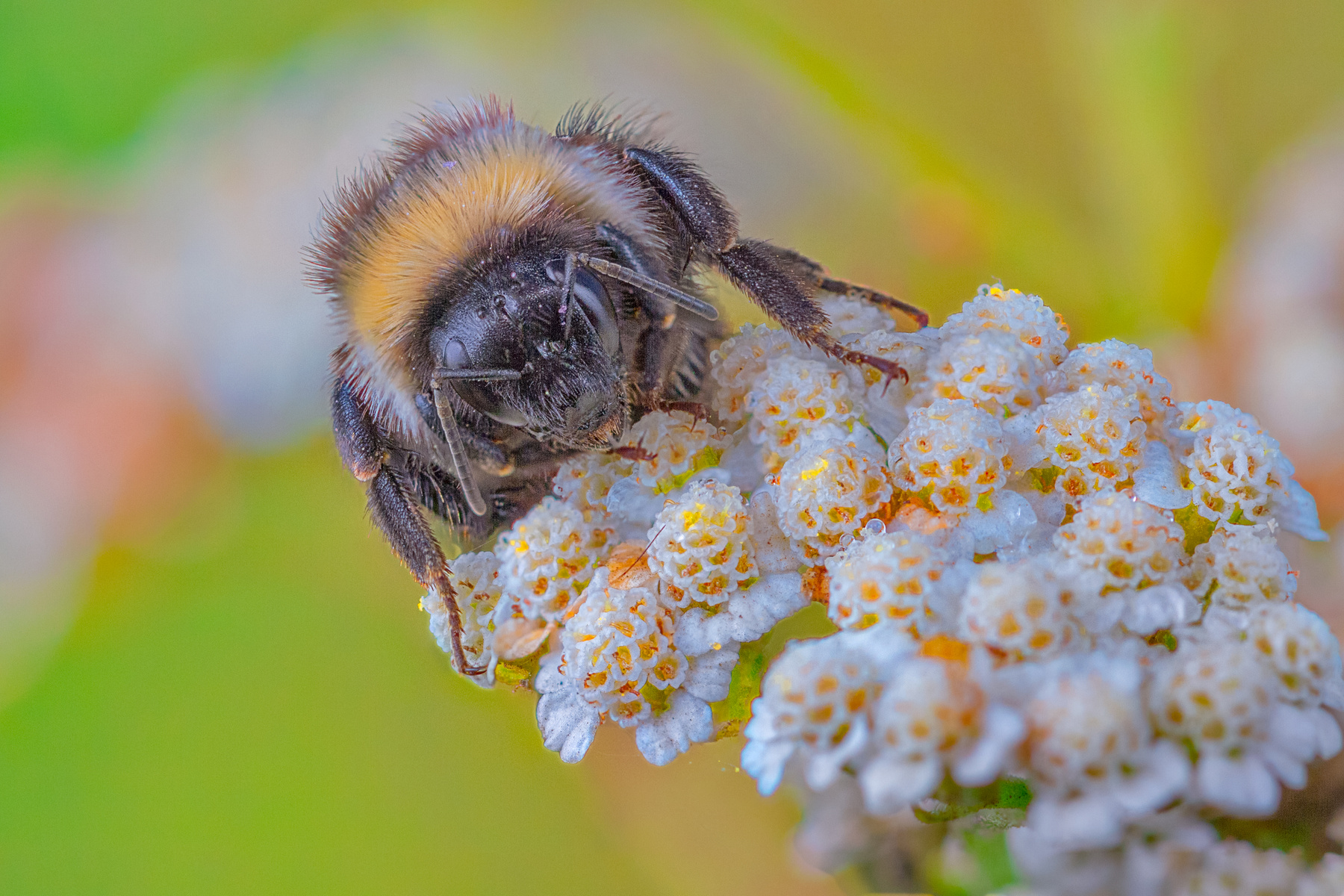 пчела пчела насекомое природа цветы