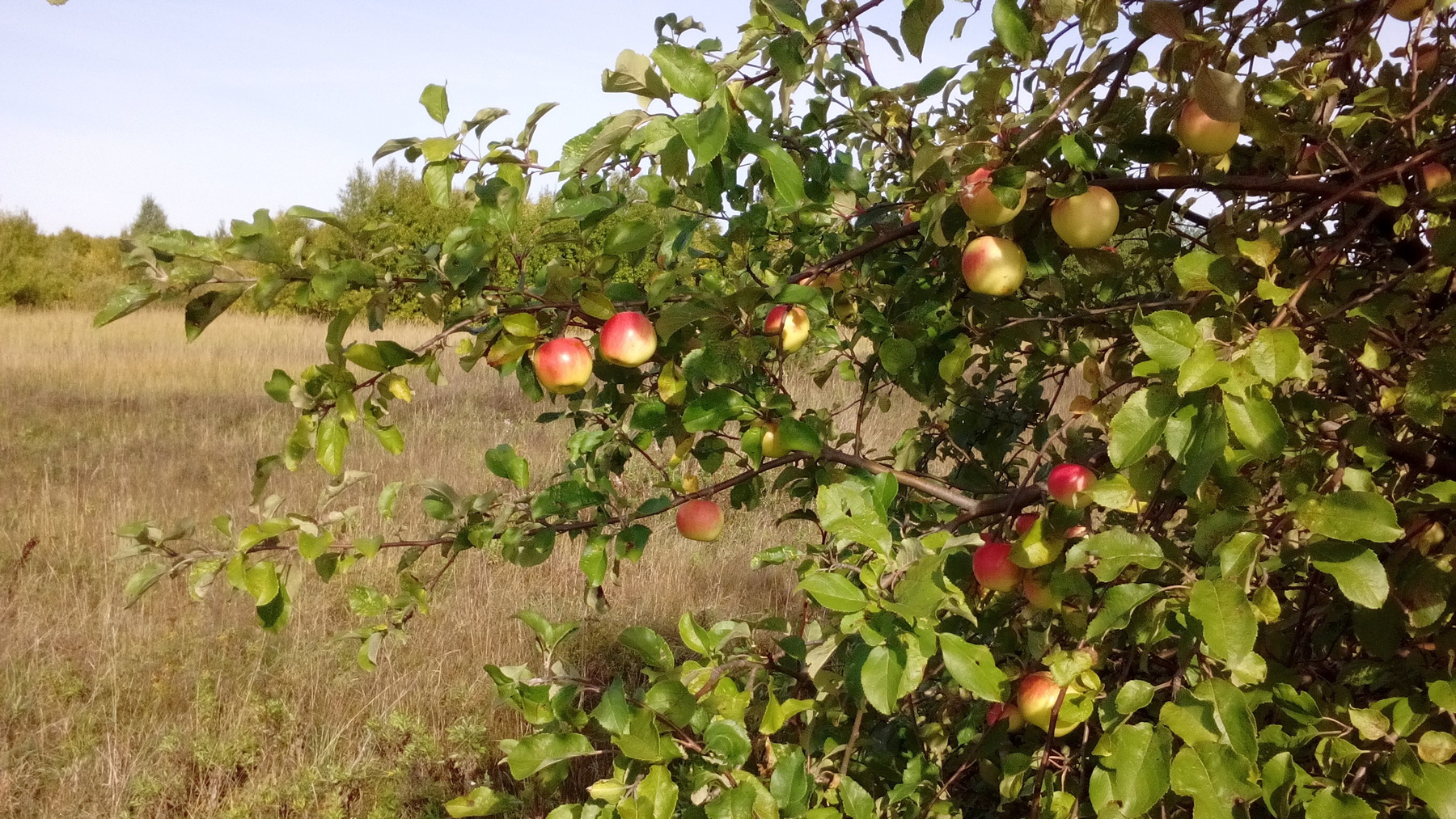 Яблоня у дороги яблоня дичек яблоки у дороги природа