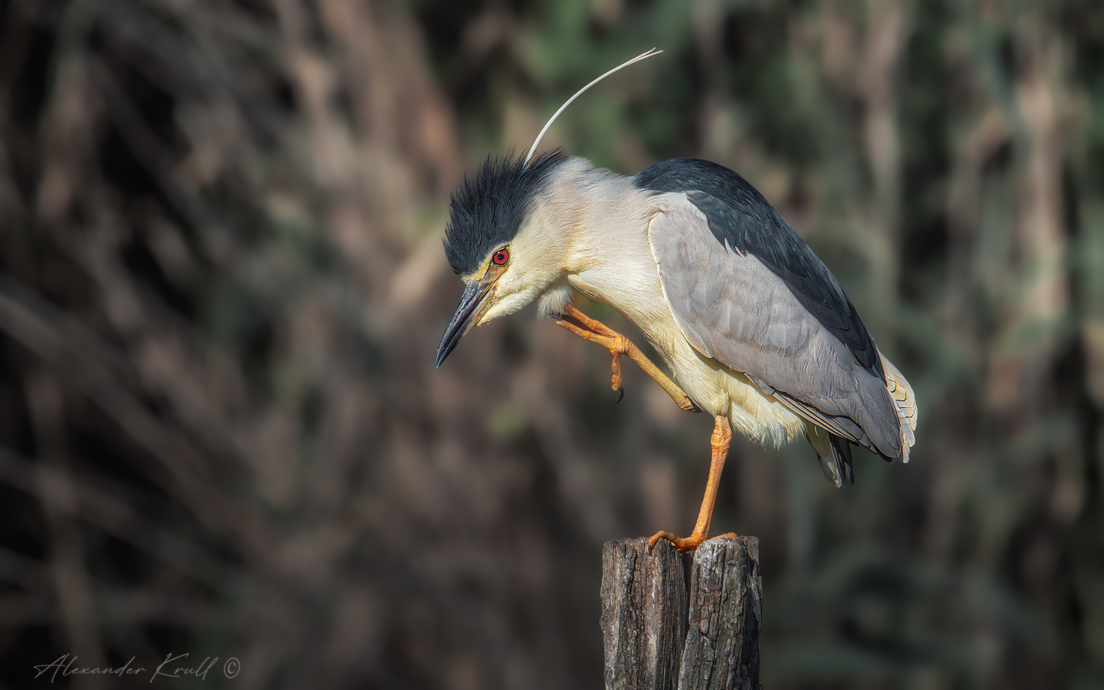 Алло, космос! Прием! цапля кваква nycticorax