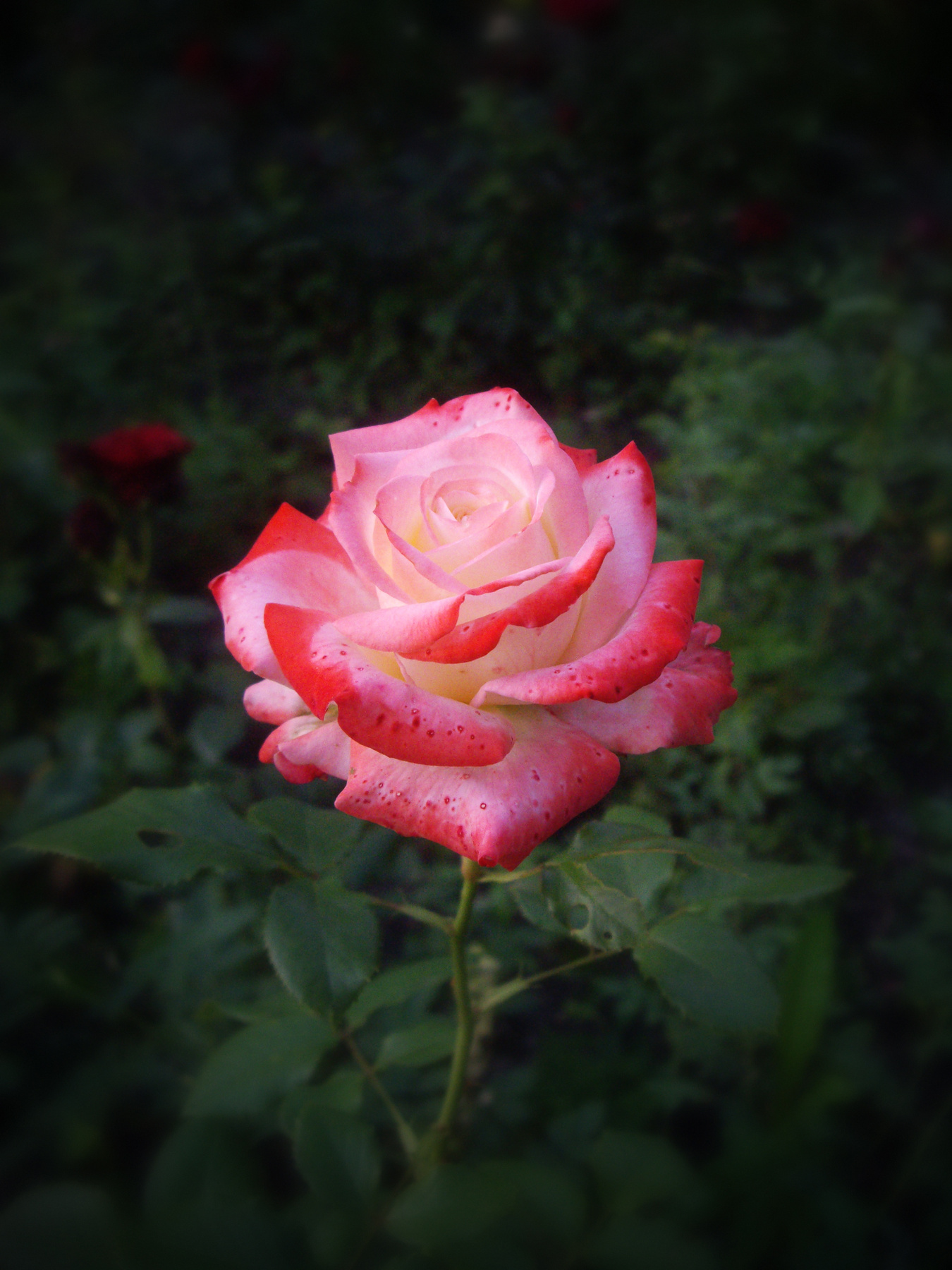 Роза. 