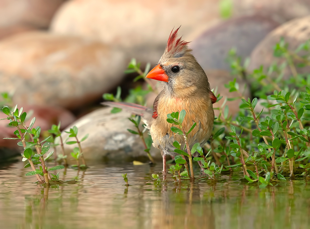 Female Northern Cardinal - Самка. Красный кардинал 