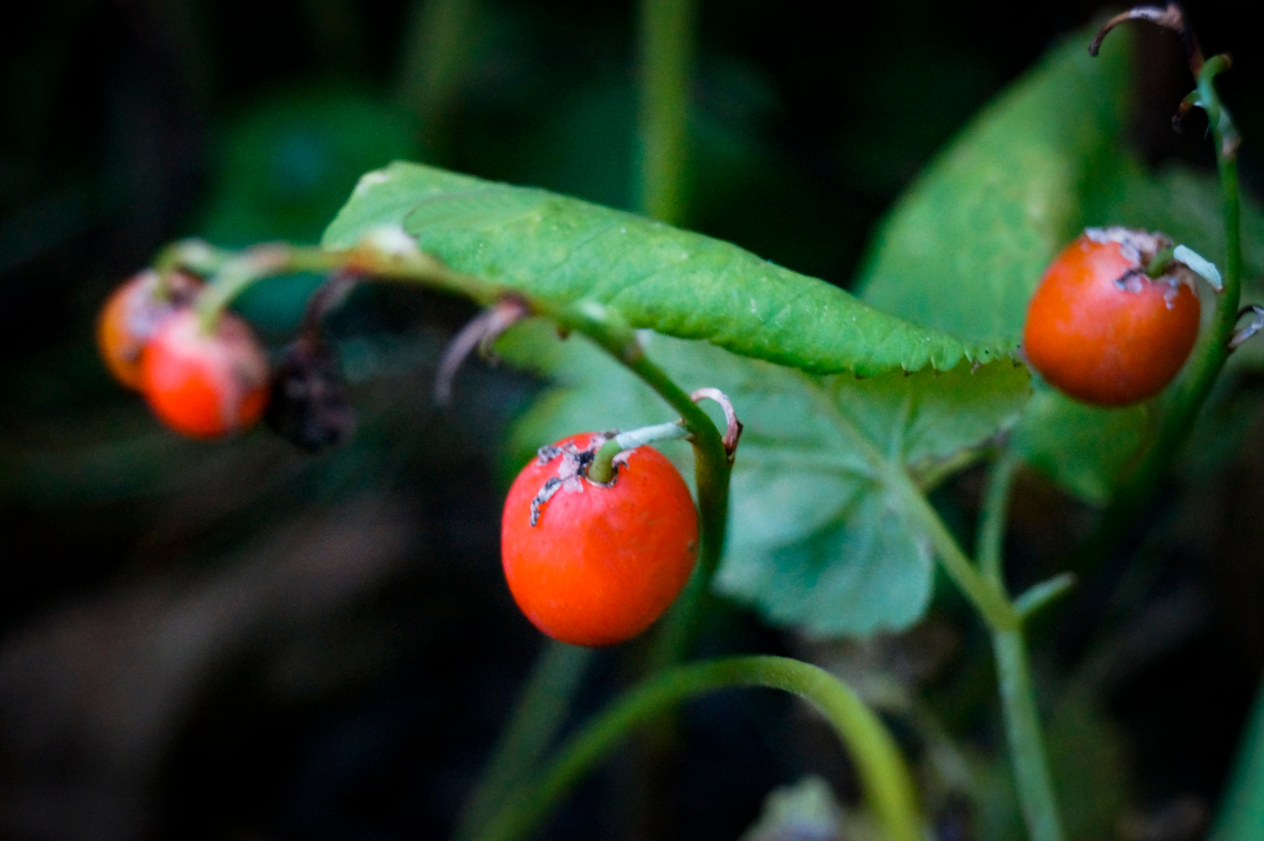 Convallaria ландыш ягоды лес