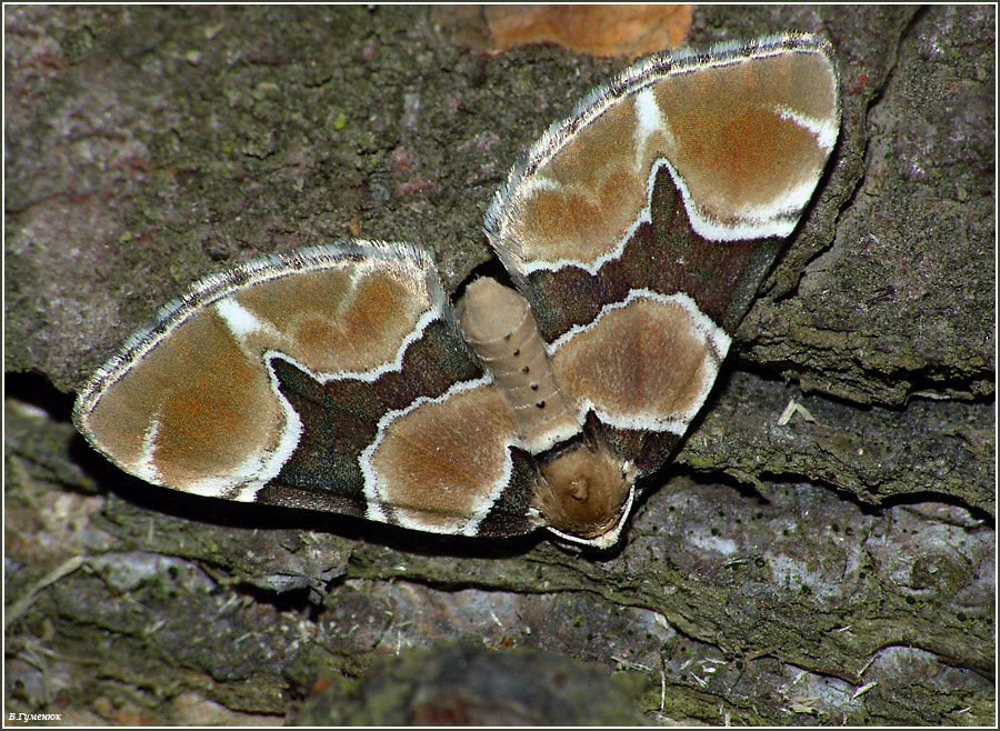 Пяденица Pelurga sagittata бабочка Пяденица Pelurga sagittata Geometridae Lepidoptera