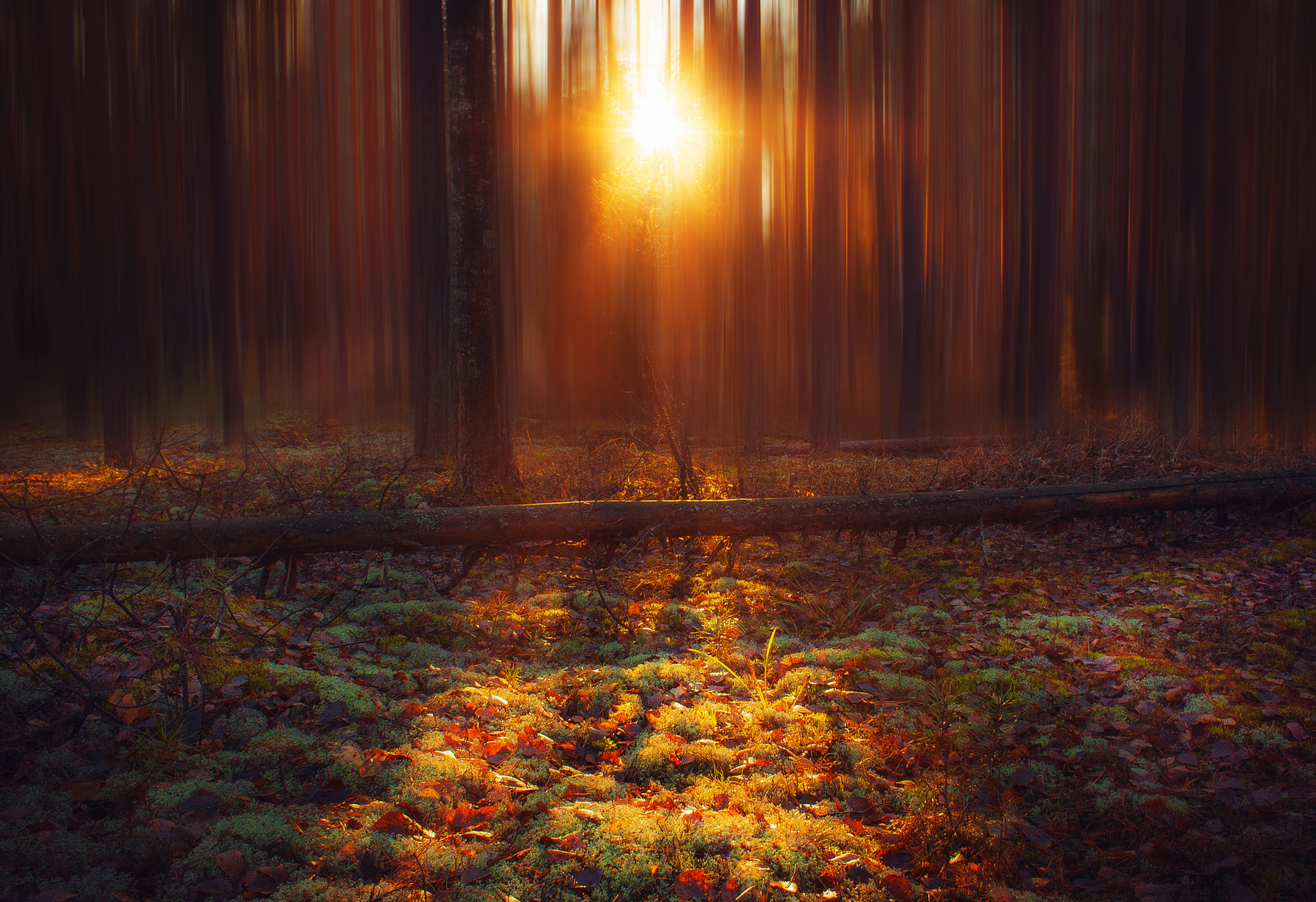 Волшебный закат в лесу пейзаж закат лес природа осень