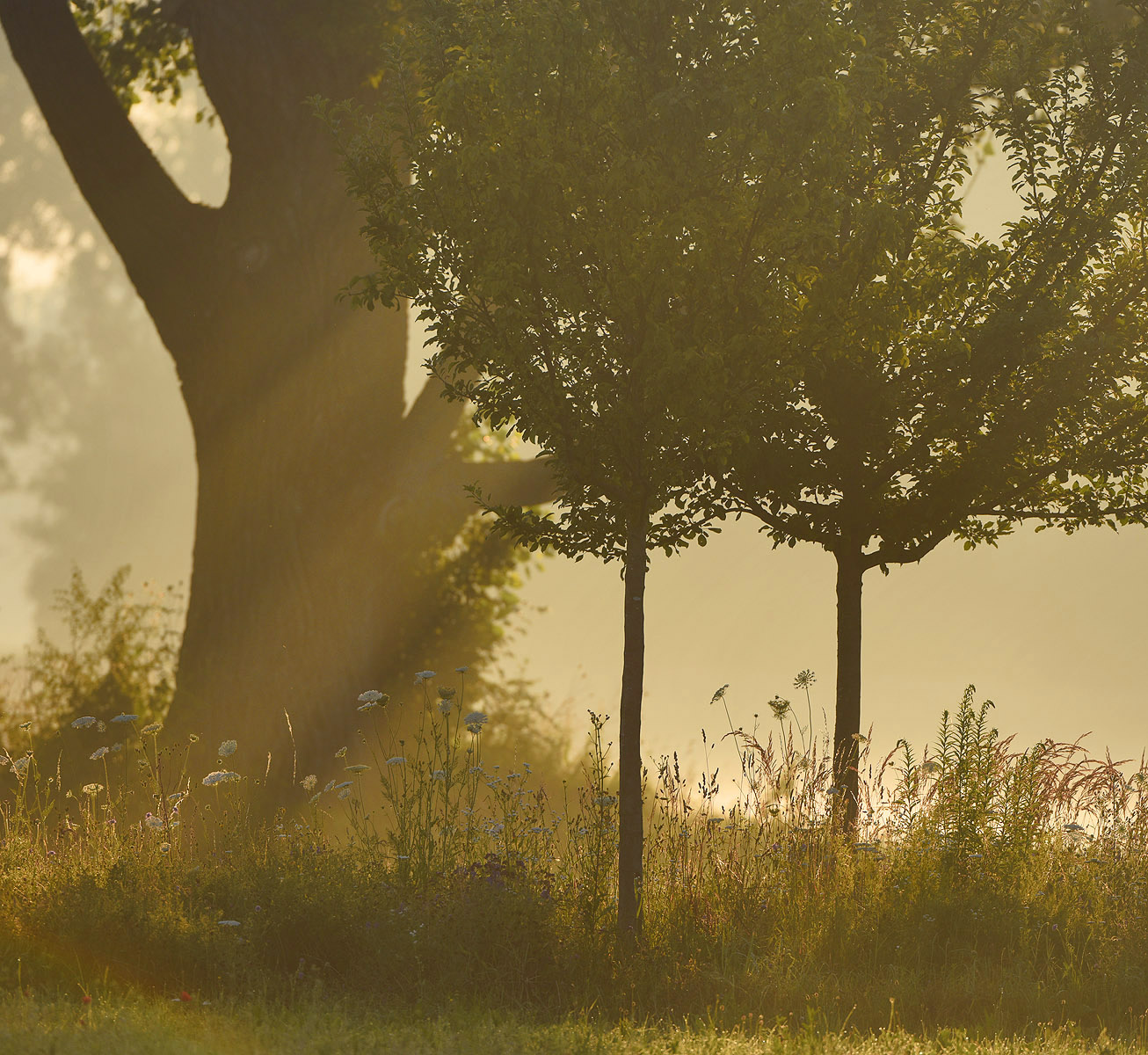 Солнечный этюд туман солнце дерево лучи