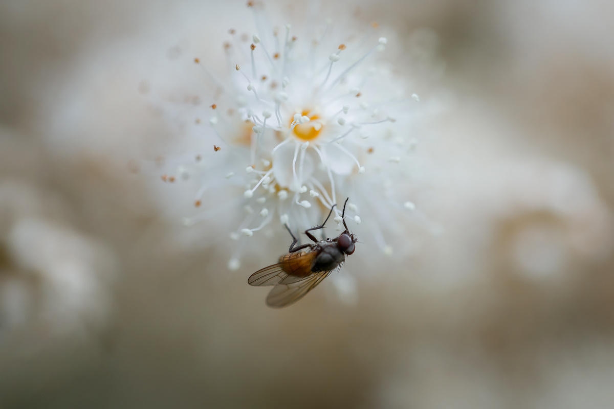 *** природа крупным планом насекомые белые цветы муха