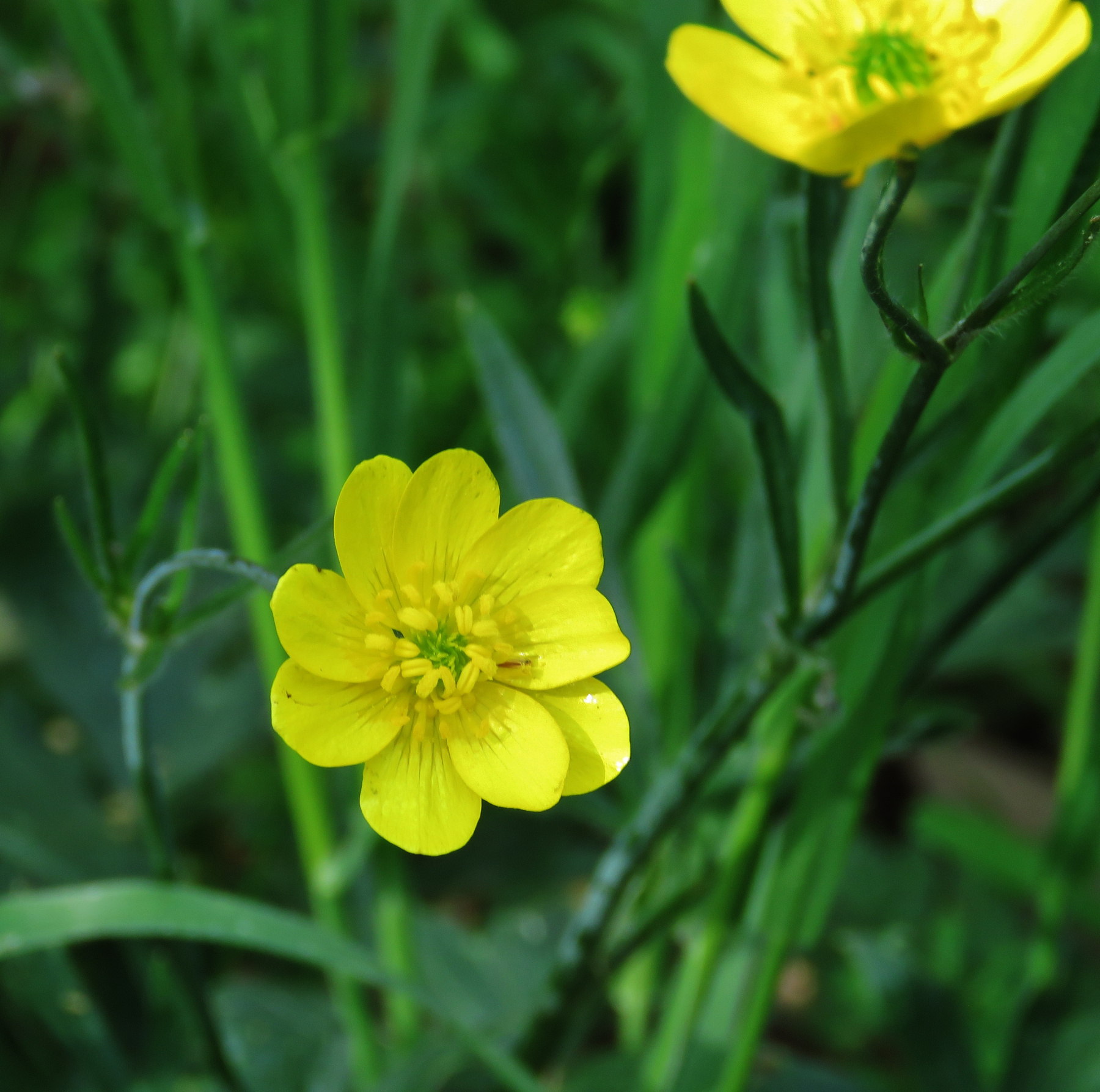 Жёлтые цветы жёлтые желтый цветок цветы растение yellow flower plant