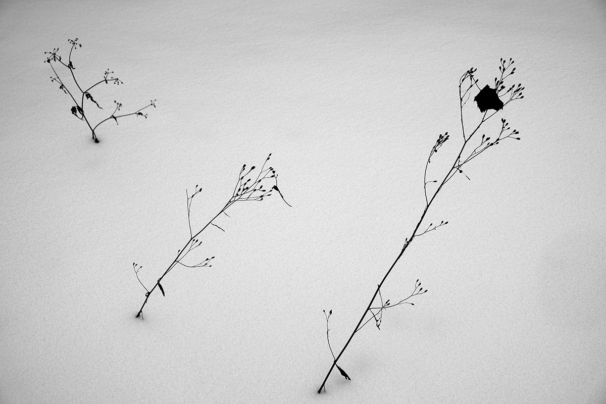 *** снег пейзаж травинки веточки зима под снегом