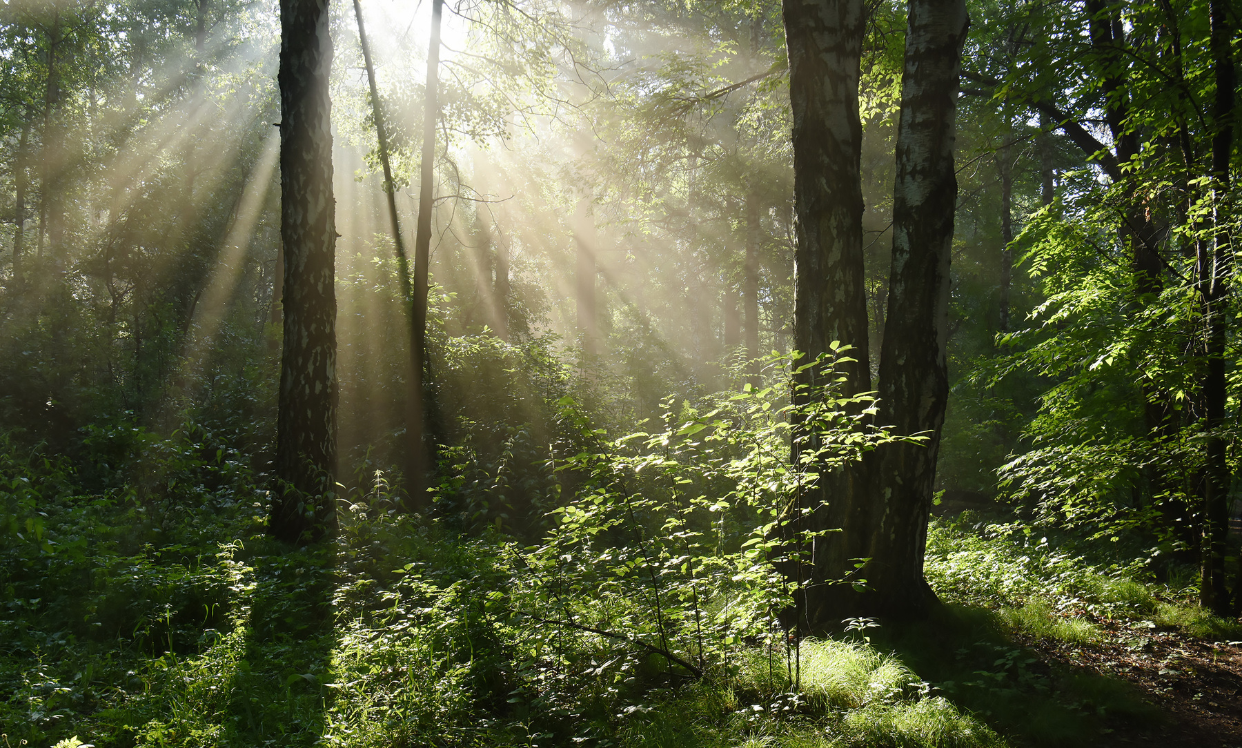 July morning_2 лес утро свет