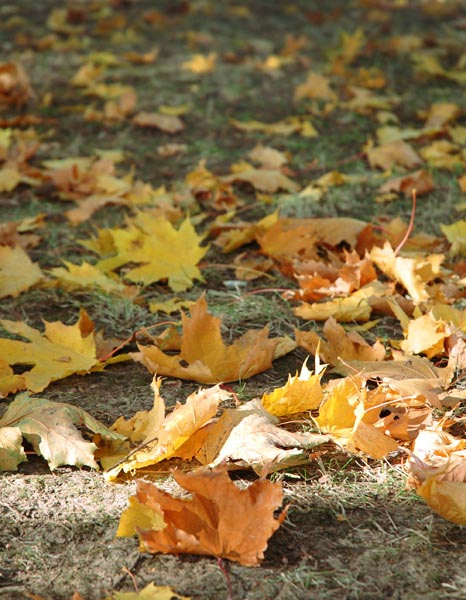 павшие осень листья