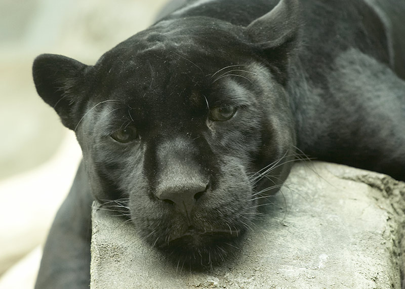 Тоска по джунглям пантера чёрный леопард зоопарк кошачьи кошки