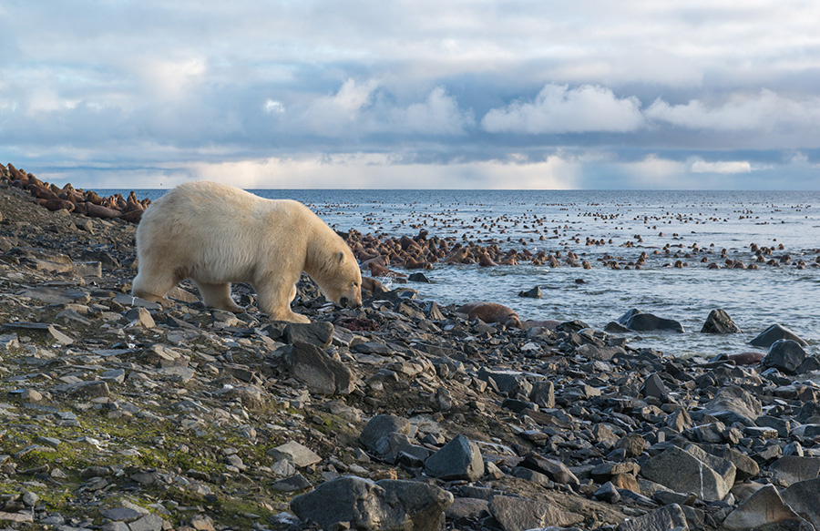 ***Хозяин чукотка арктика лето море берег медведь морской белый полярный умка лежбище моржи