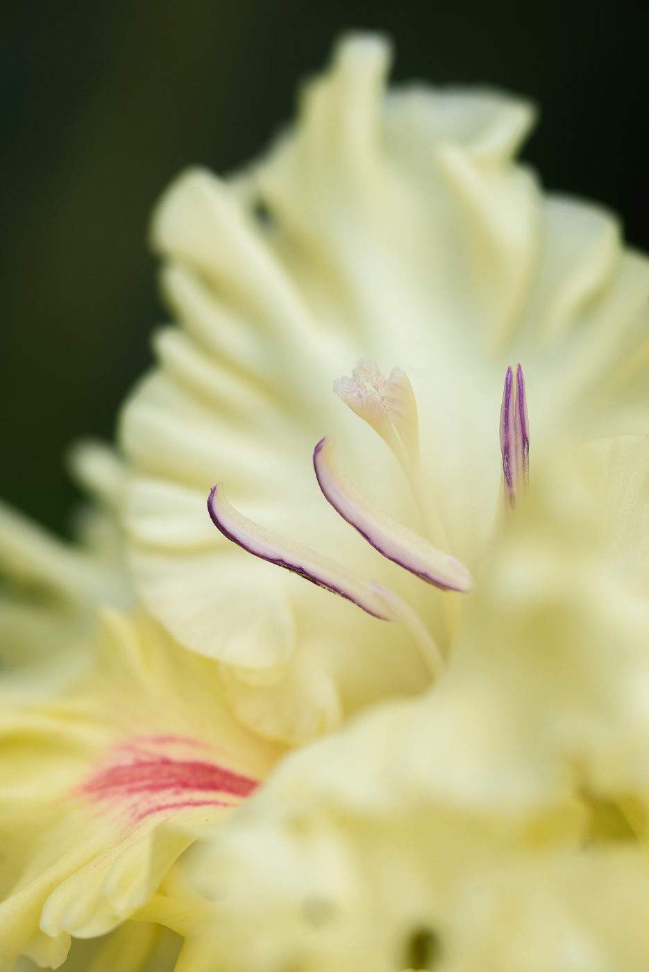*** цветок крупный план макро пестик тычинка лепесток соцветие гладиолус