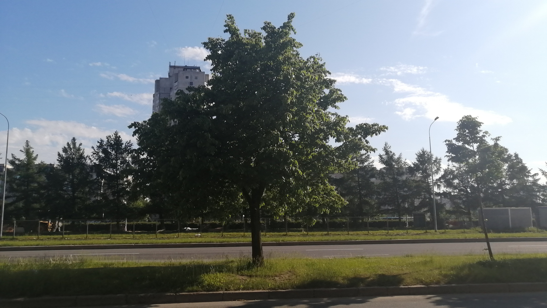 Июнь Деревья 2021 Санкт-Петербург деревья лето
