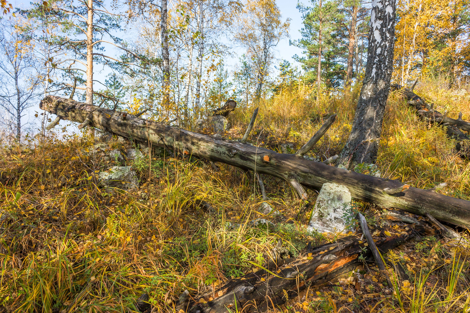 Лесная картина Южный Урал Миасс осень лес