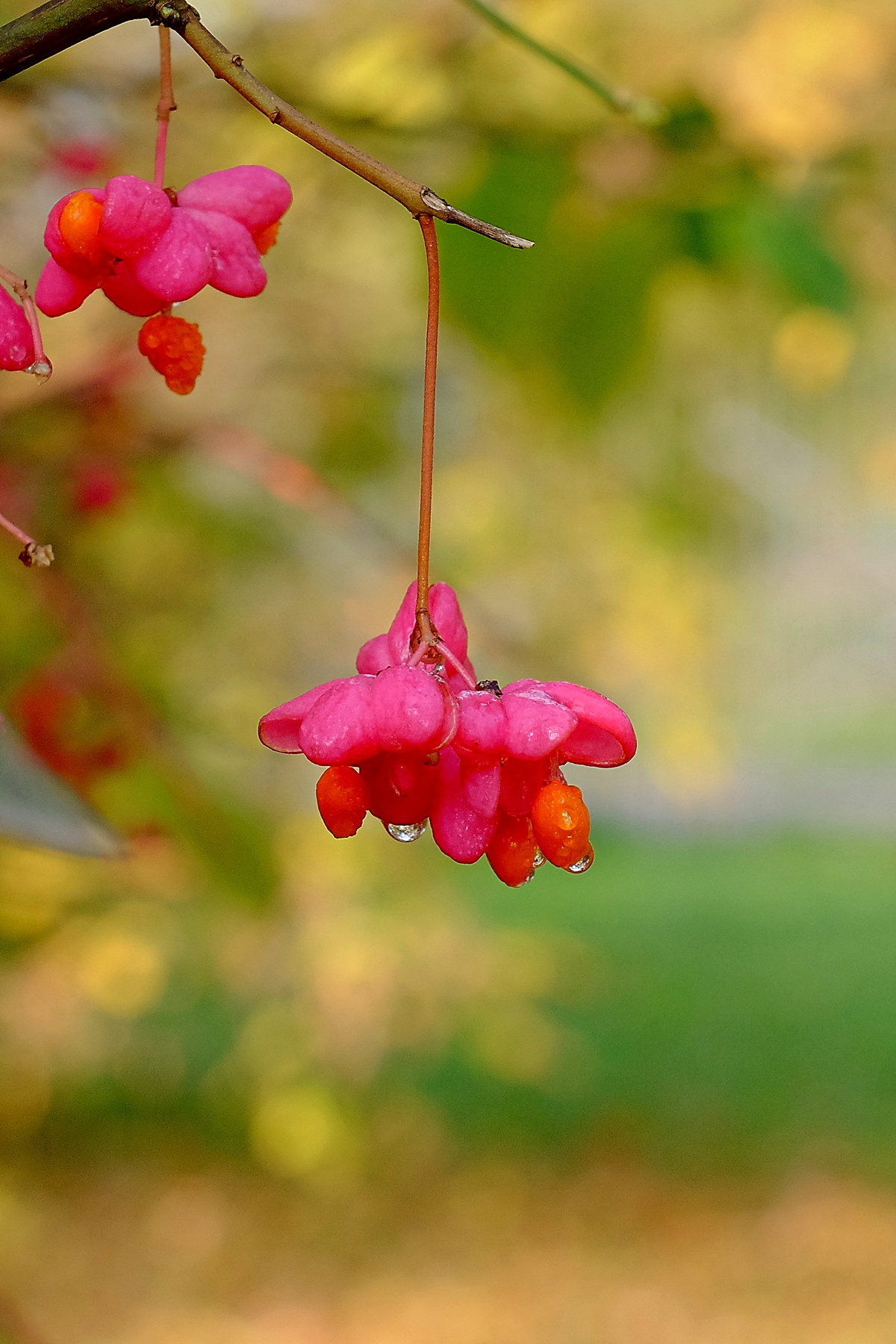 бересклет_F8109 осень краски цветы ягоды бересклет