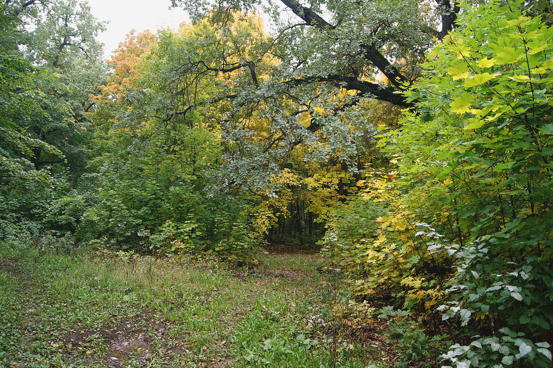 Осенний лес Краски осень лес сентябрь