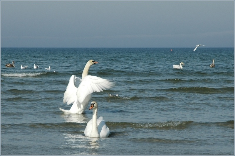 Всегда настороже лебеди, море, пара, птицы