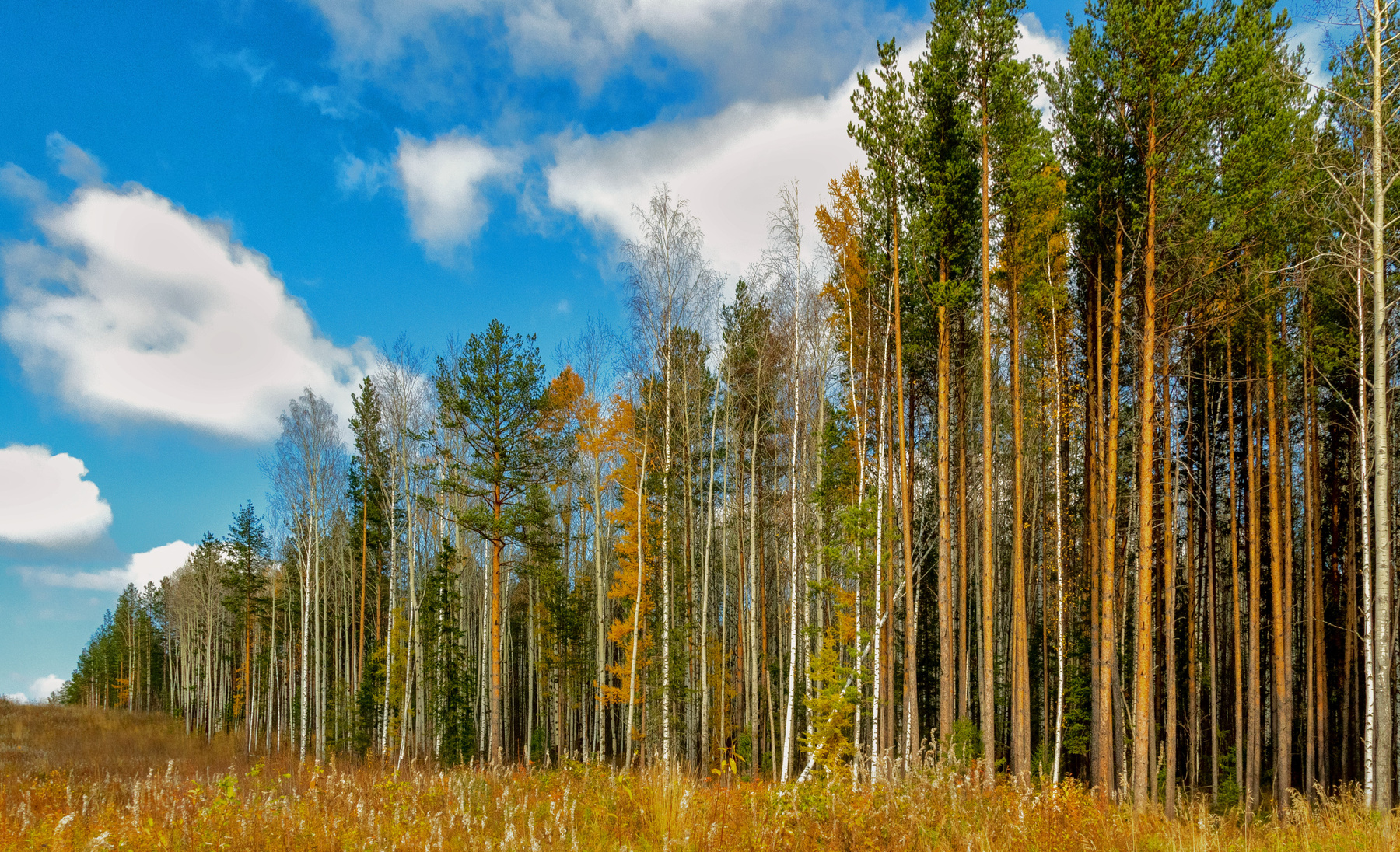 осенняя фоточка россия урал природа пейзаж лес деревья осень небо перспектива