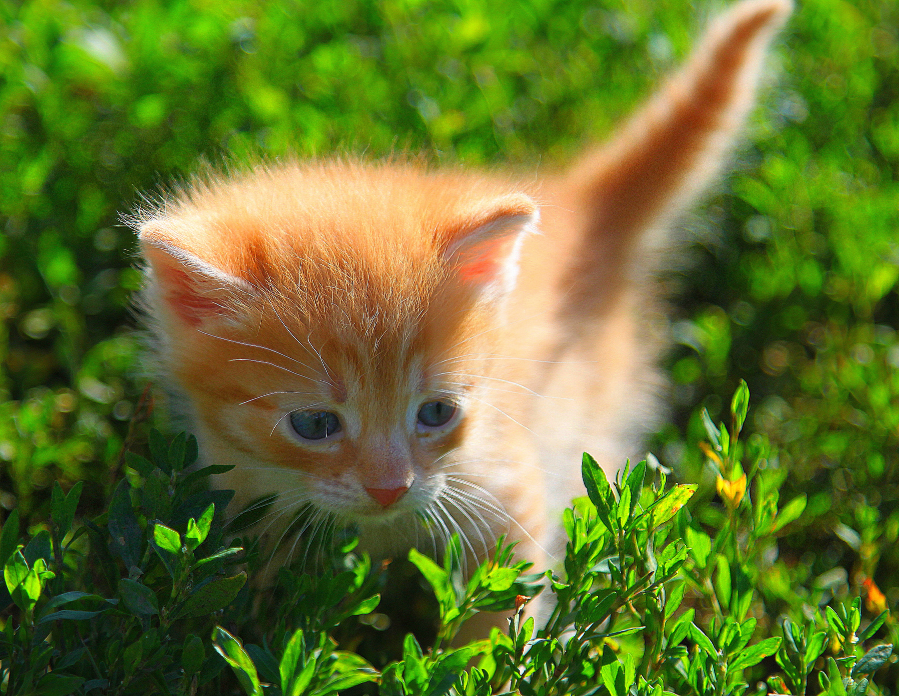 солнышко в траве трава лето малыш котёнок кошки