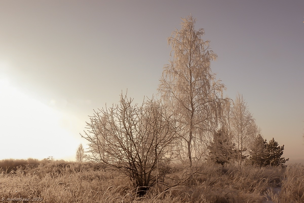 Деревья пейзаж природа зима деревья