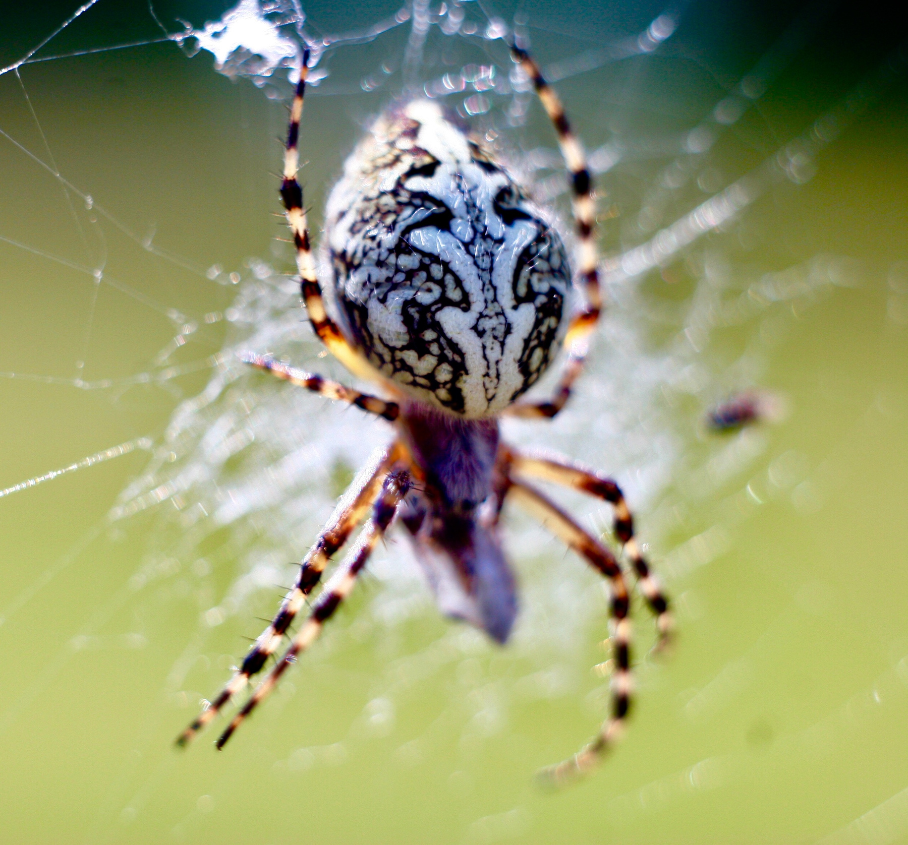 Паук ест паук паутина природа макро