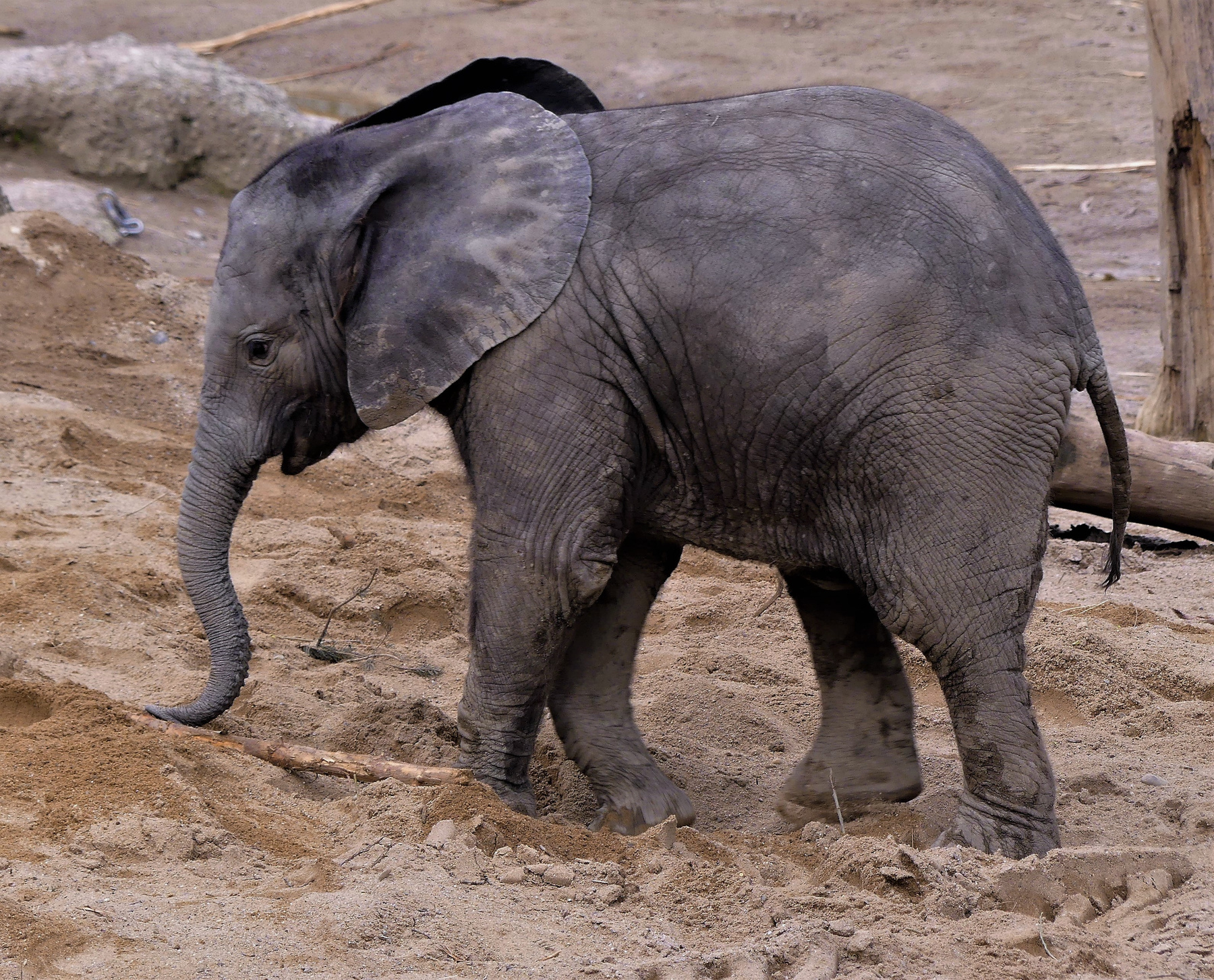 В детстве всем в песочнице поиграться хочется Слонёнок