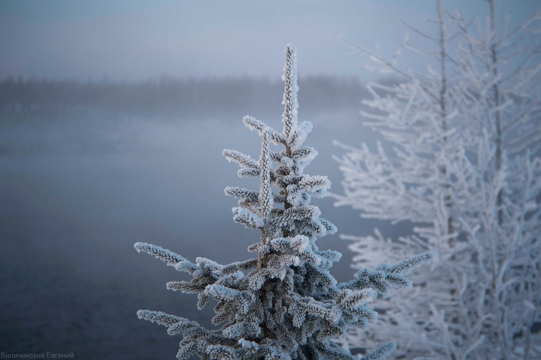 Зимование зима река мороз холод ель туман деревья изморозь север Сибирь вода