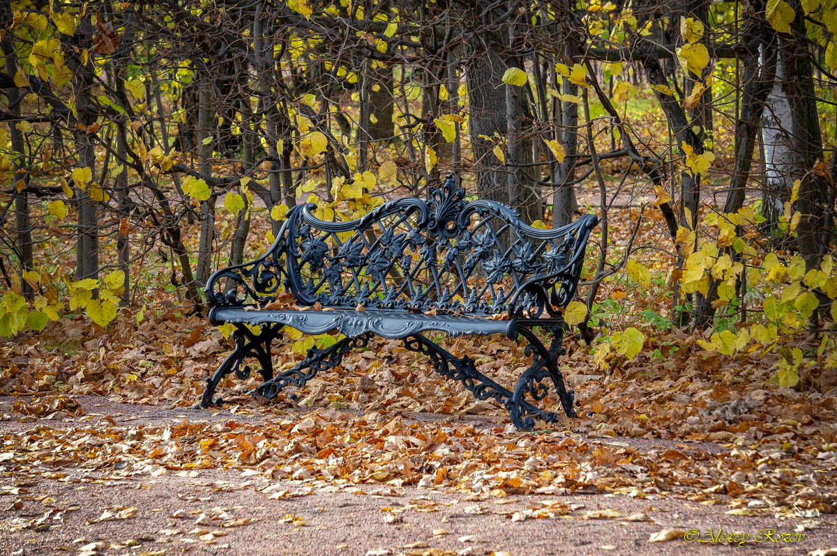 Осень в парке усадьба Кусково скамейка природа пейзаж парк осень листва