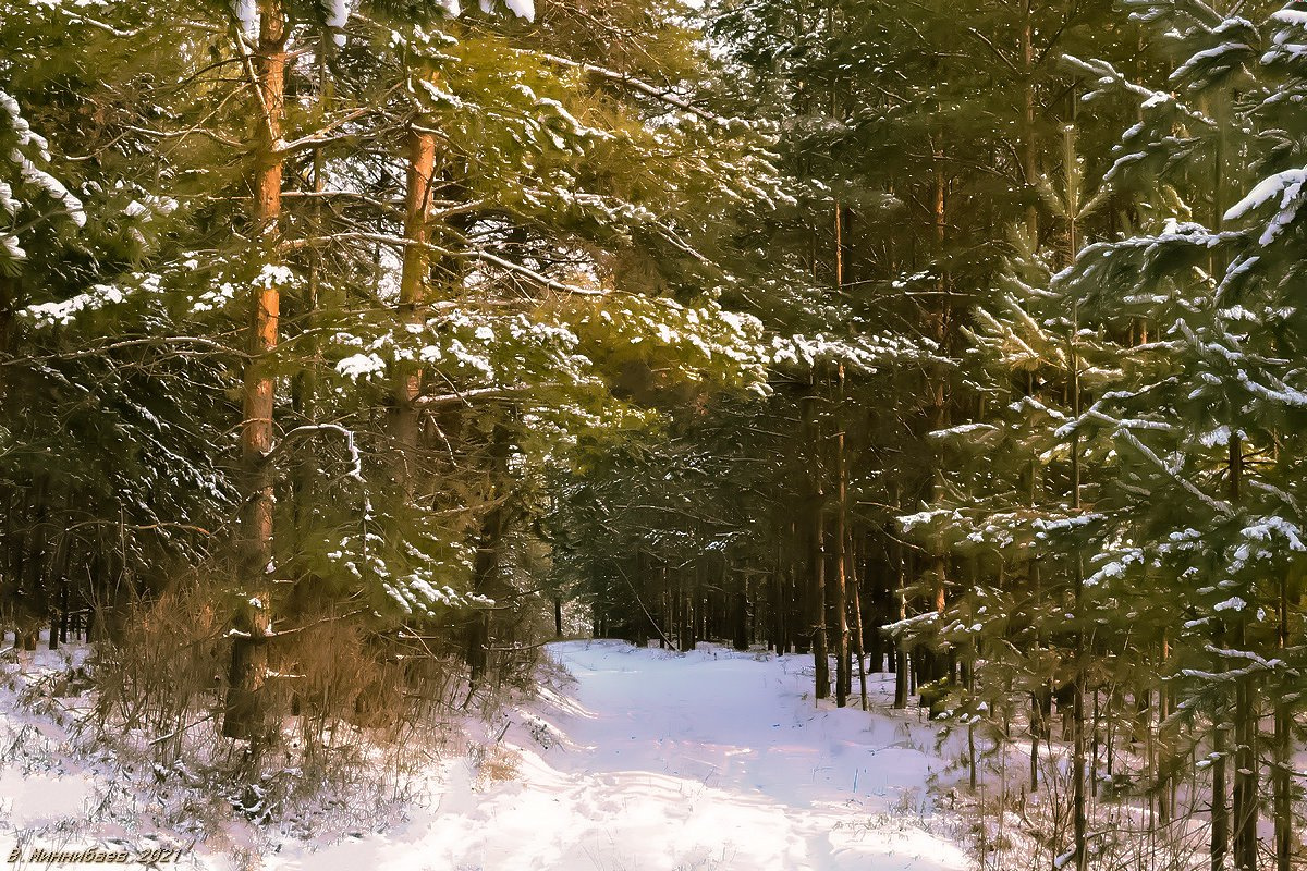 В сосновом бору пейзаж осень лес сосны снег дорога