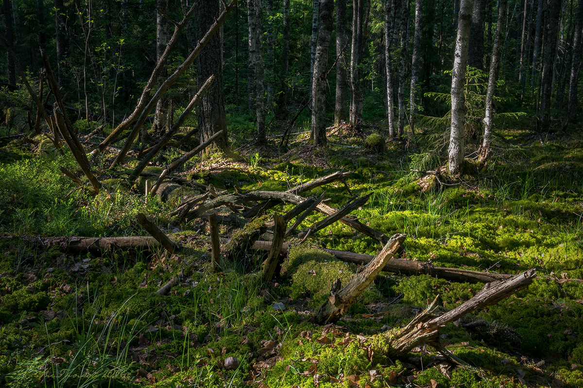 Лесной пейзаж с погибшим деревом пейзаж лес