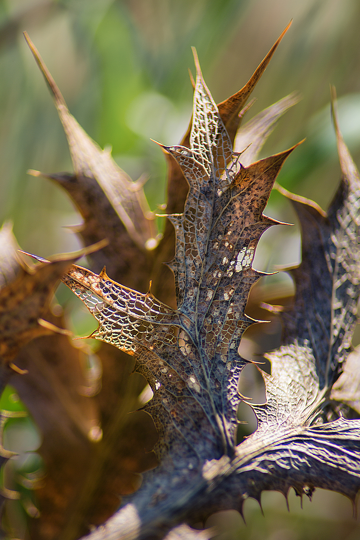 природный ажур листья природа осень редкость сухие ветки макро