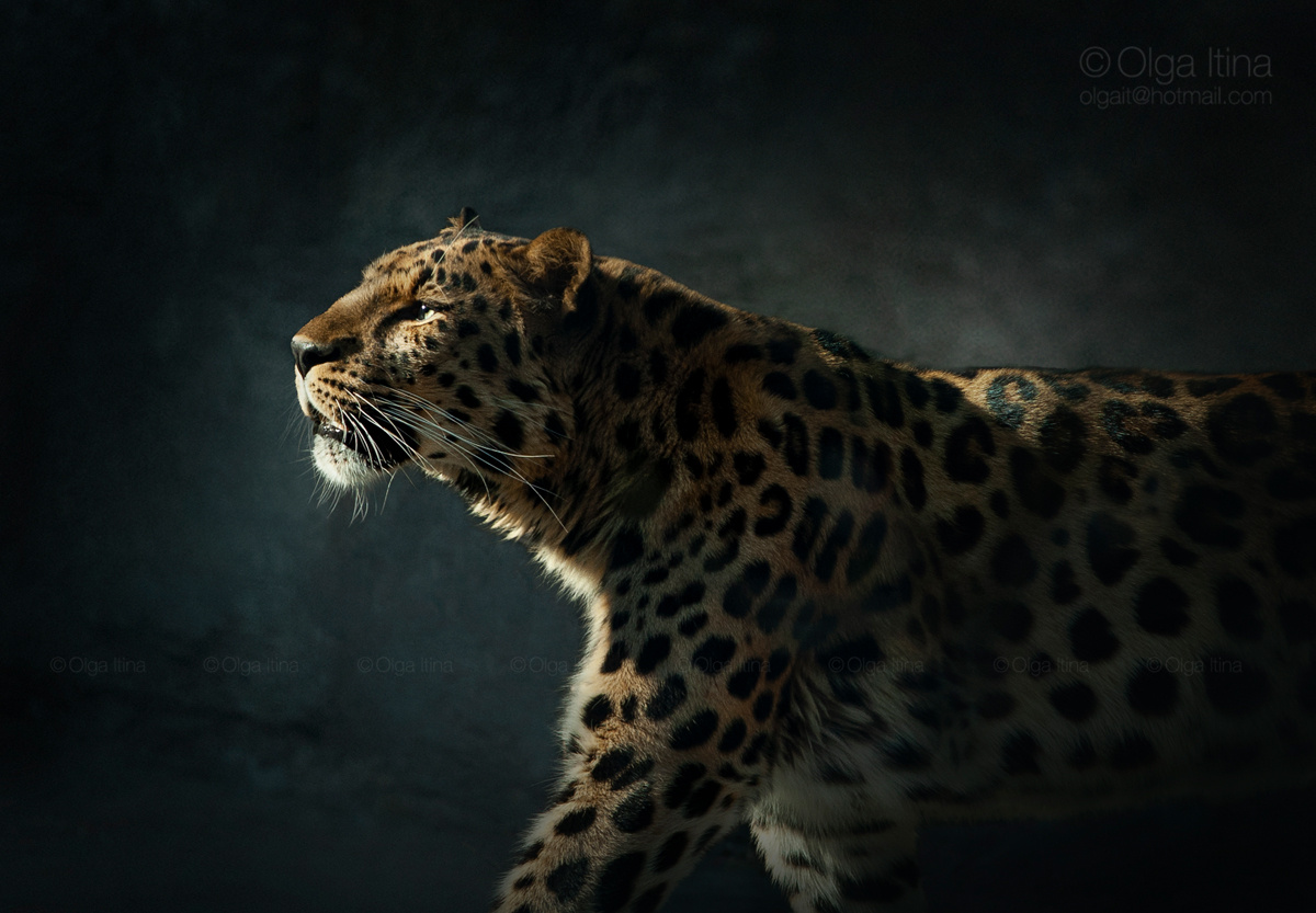 Амурский леопард дальневосточный леопард амурский