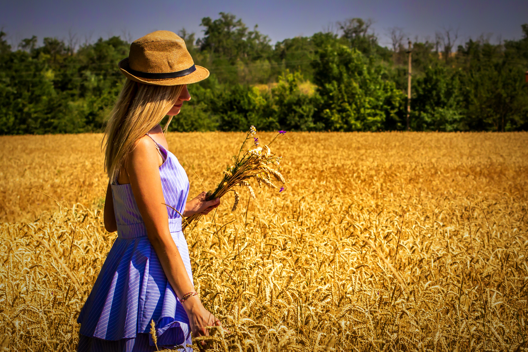 *** пшеница поле лето июльское солнце встало красивое место девушка колосья ветер раздувает волосы букет колосьев ранее утро