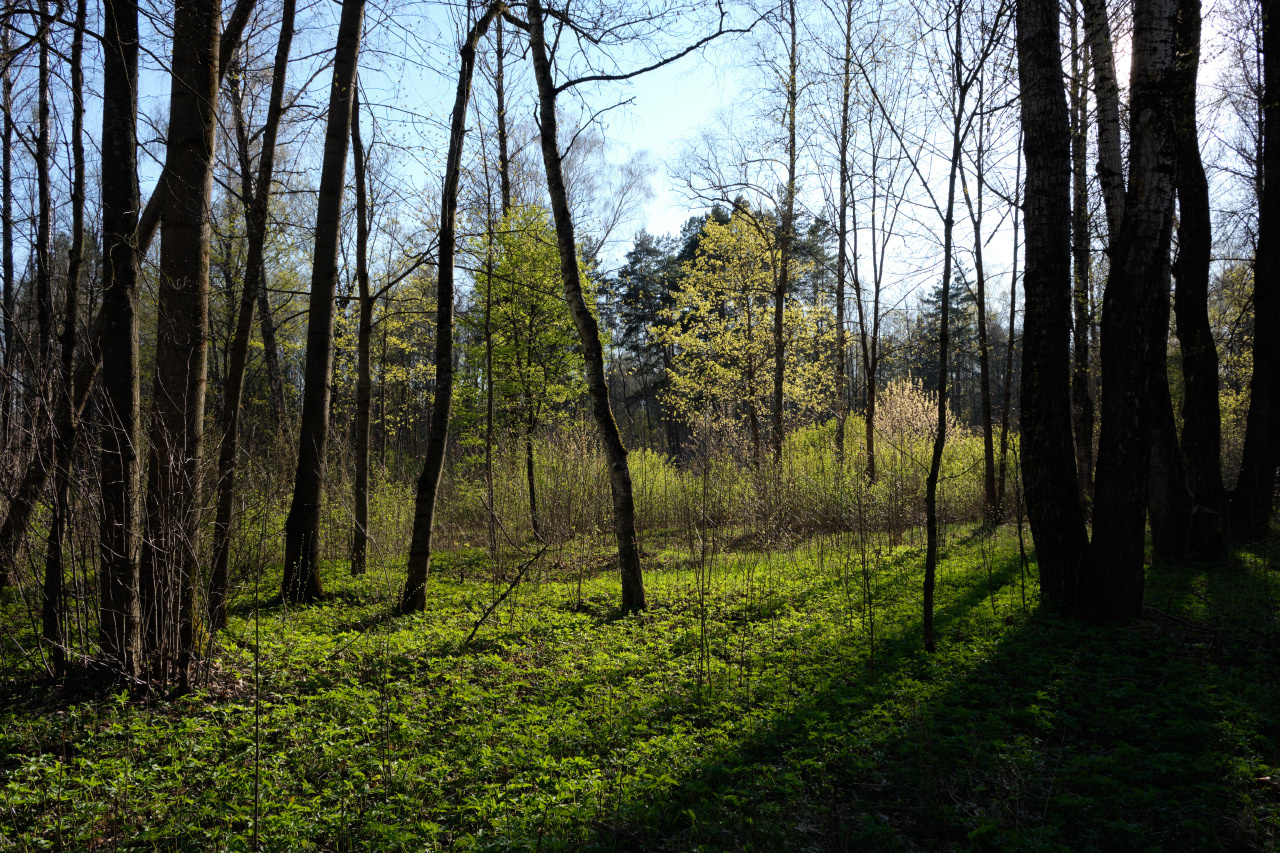 Прогулка в лесу 10 лес солнце деревья стволы ветви трава тени небо