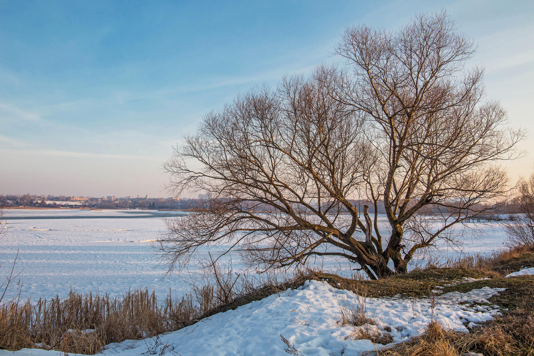 Ива природа пейзаж зима дерево ива казань татарстан река казанка