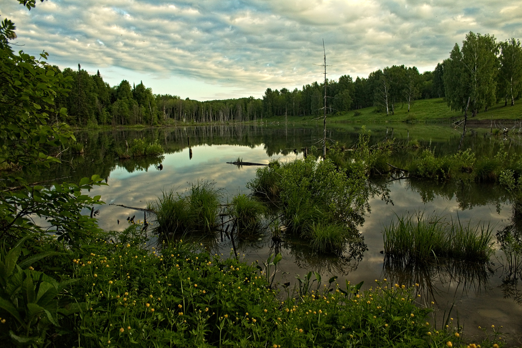 озеро Таёжное) лето утро июль озеро облака отражения тайга сибирь
