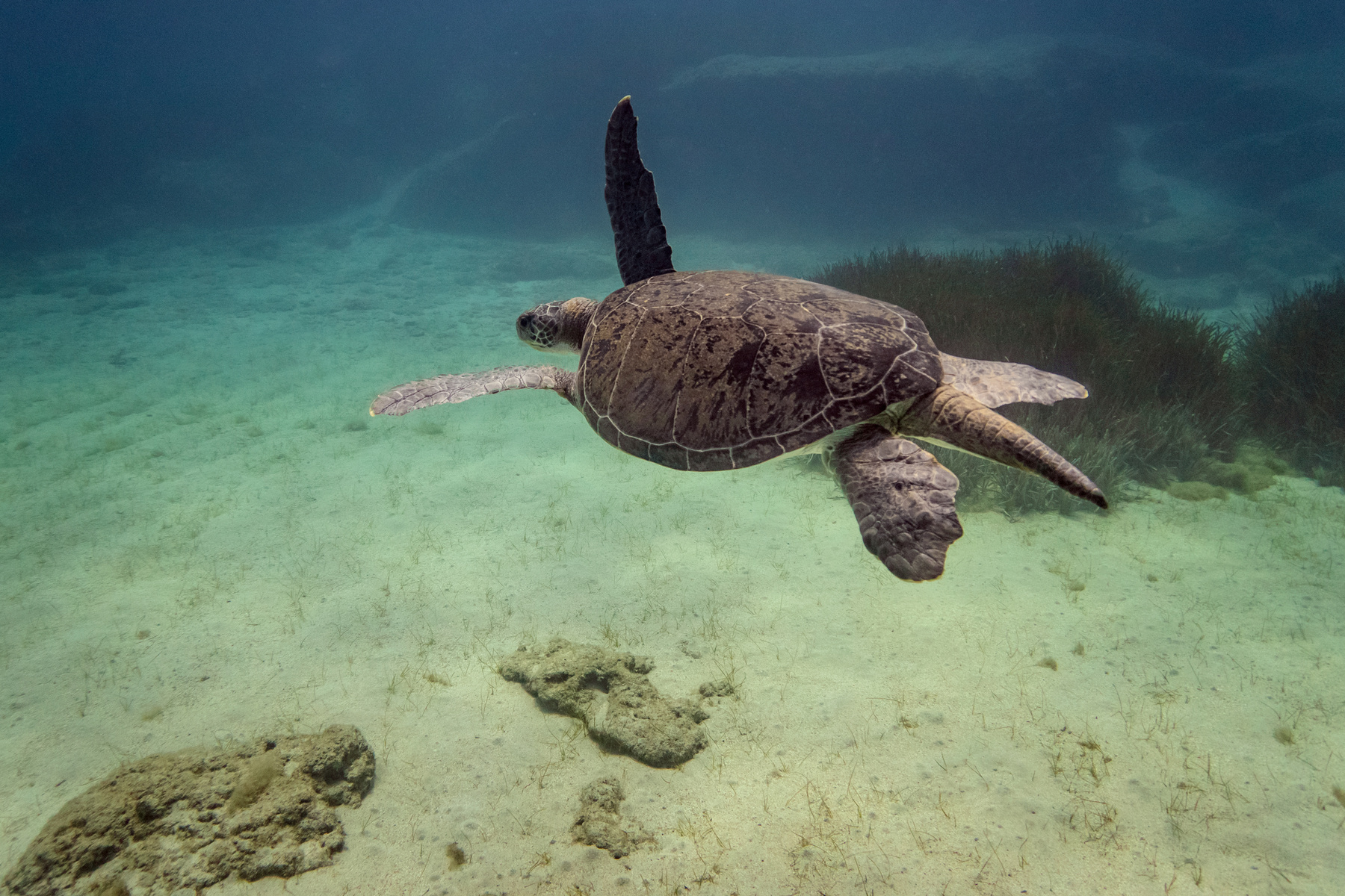 Парение большой зеленой черепахи кипр подводная съемка фридайвинг