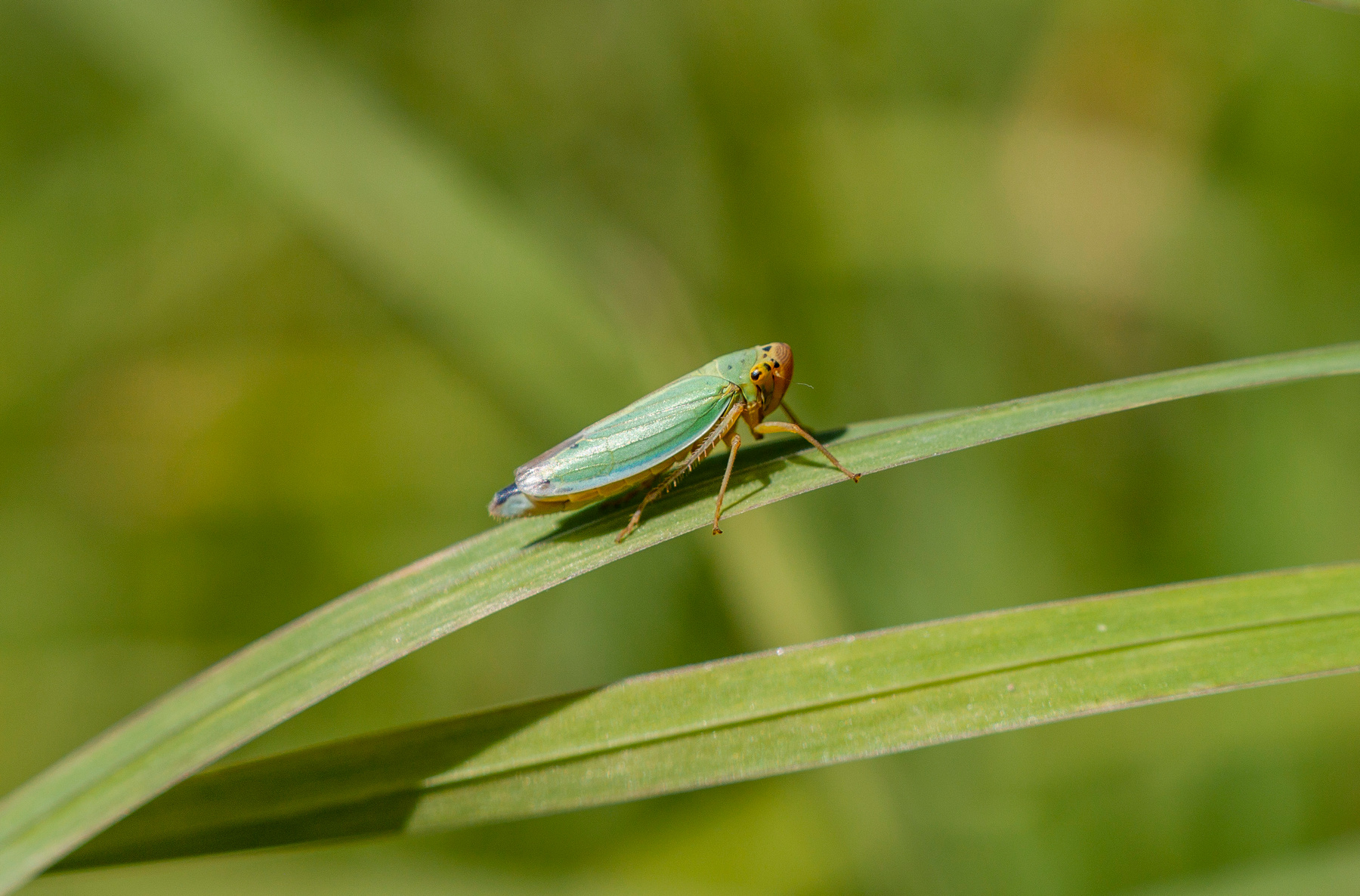 Цикадка зеленая Цикадка зеленая Cicadella viridis Raynox