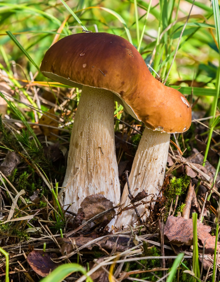 На всю оставшуюся жизнь... природа грибы белые боровик двое осень сентябрь