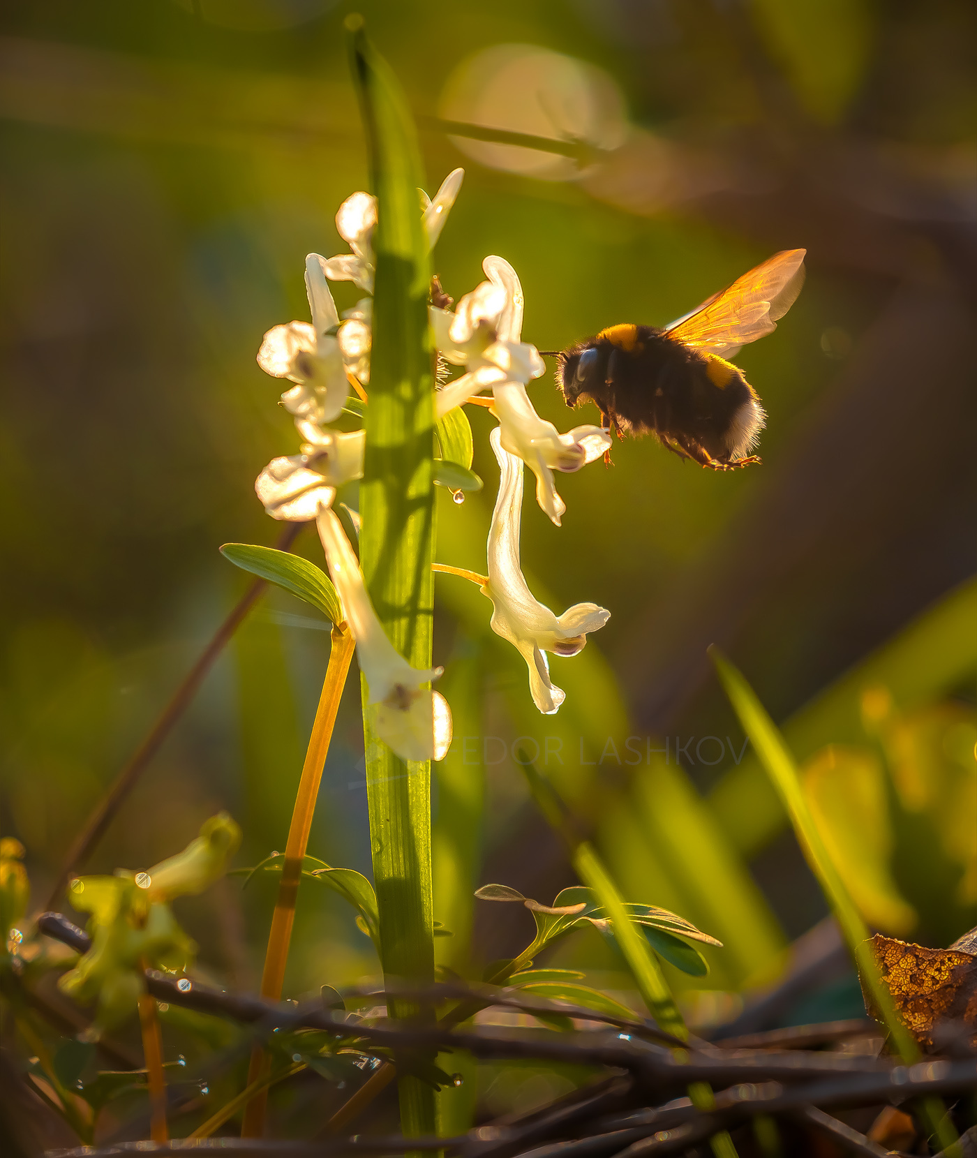 Шмель Ставропольский край цветы природа флора хохлатка цветок первоцветы в лесу весна насекомые шмель рассвет