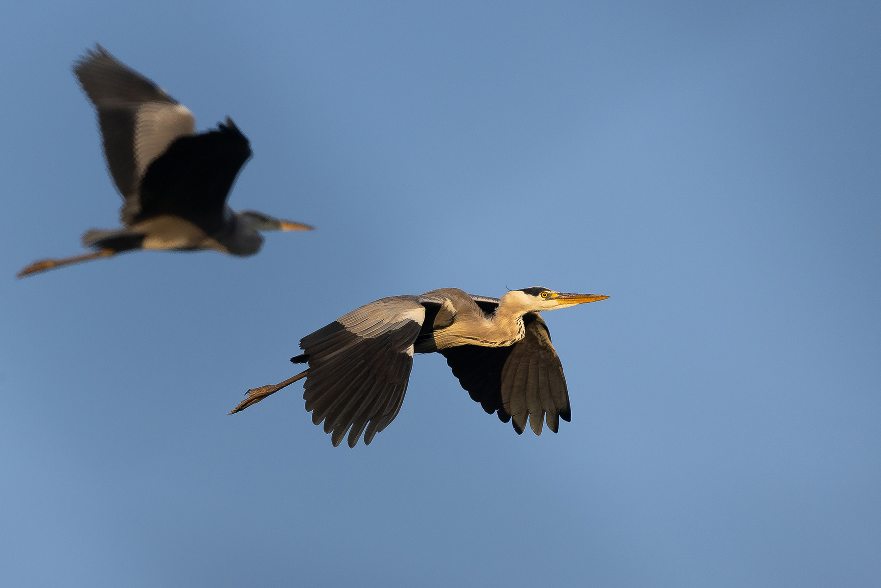 Heron 