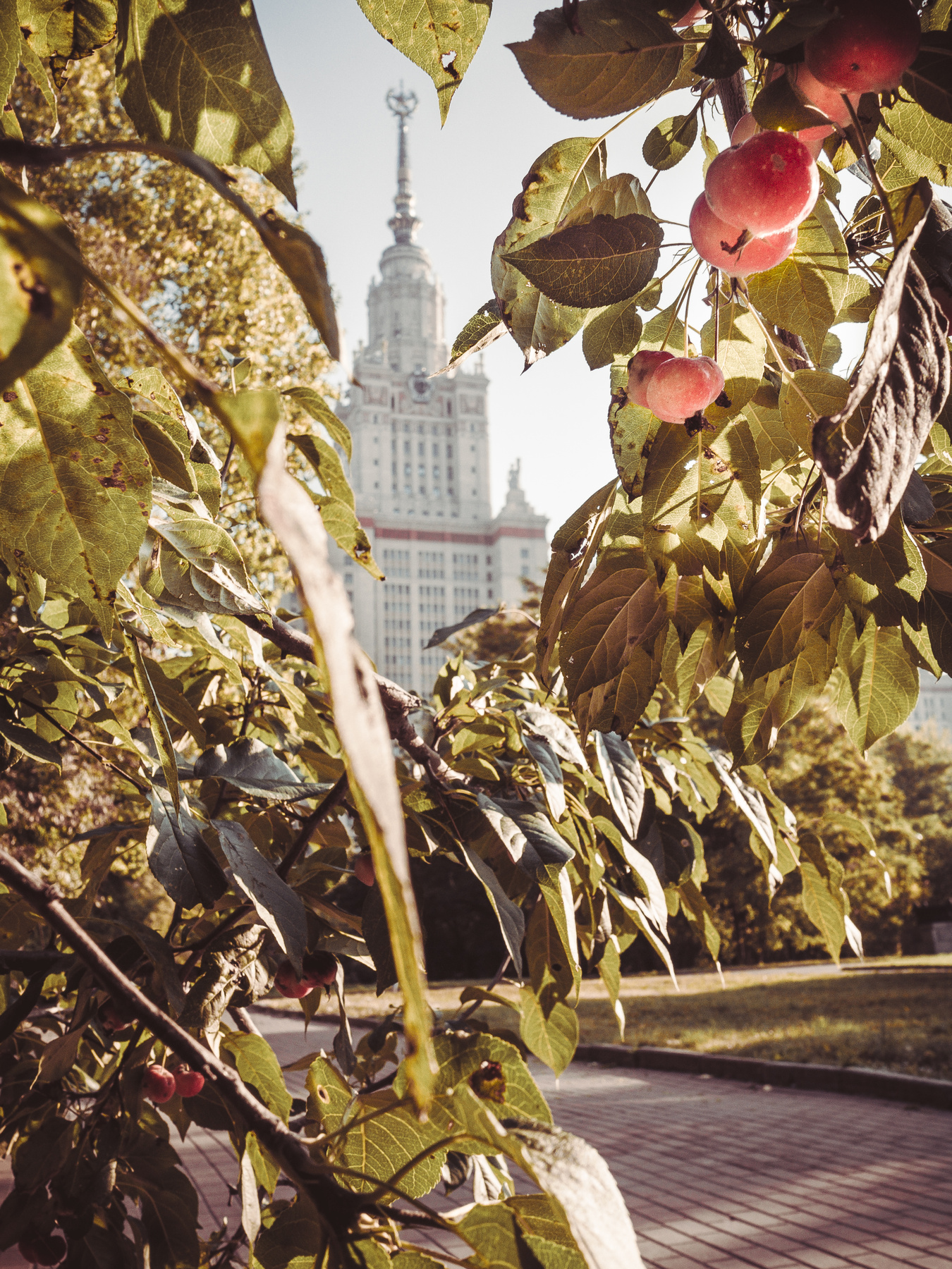 *** осень город мгу природа тепло листья трава растения деревья яблони яблоки солнце утро