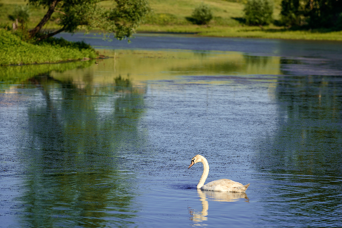 На озере... Лето пруд лебедь