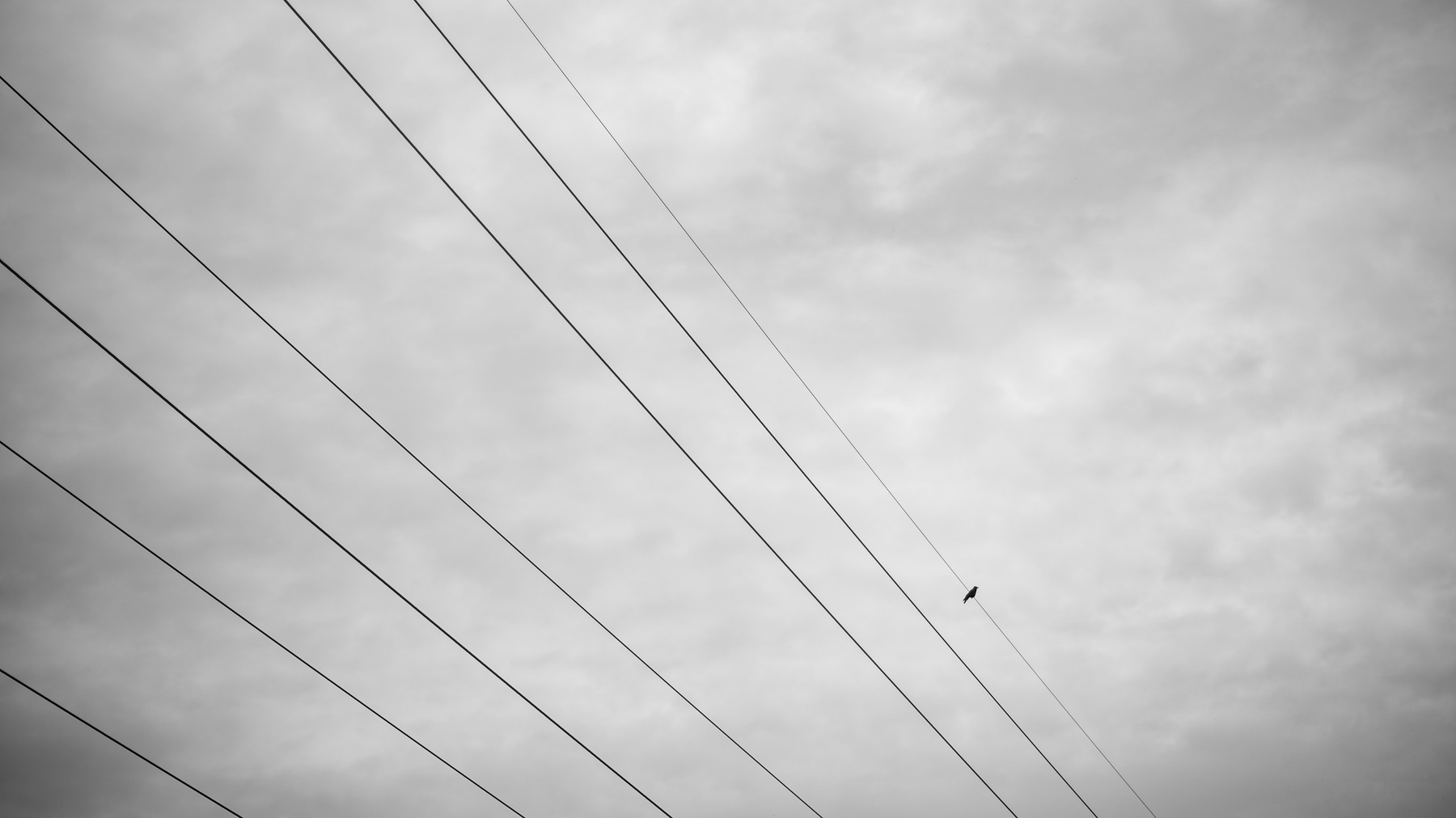 Провода mdpphoto streetphoto minimalism bird