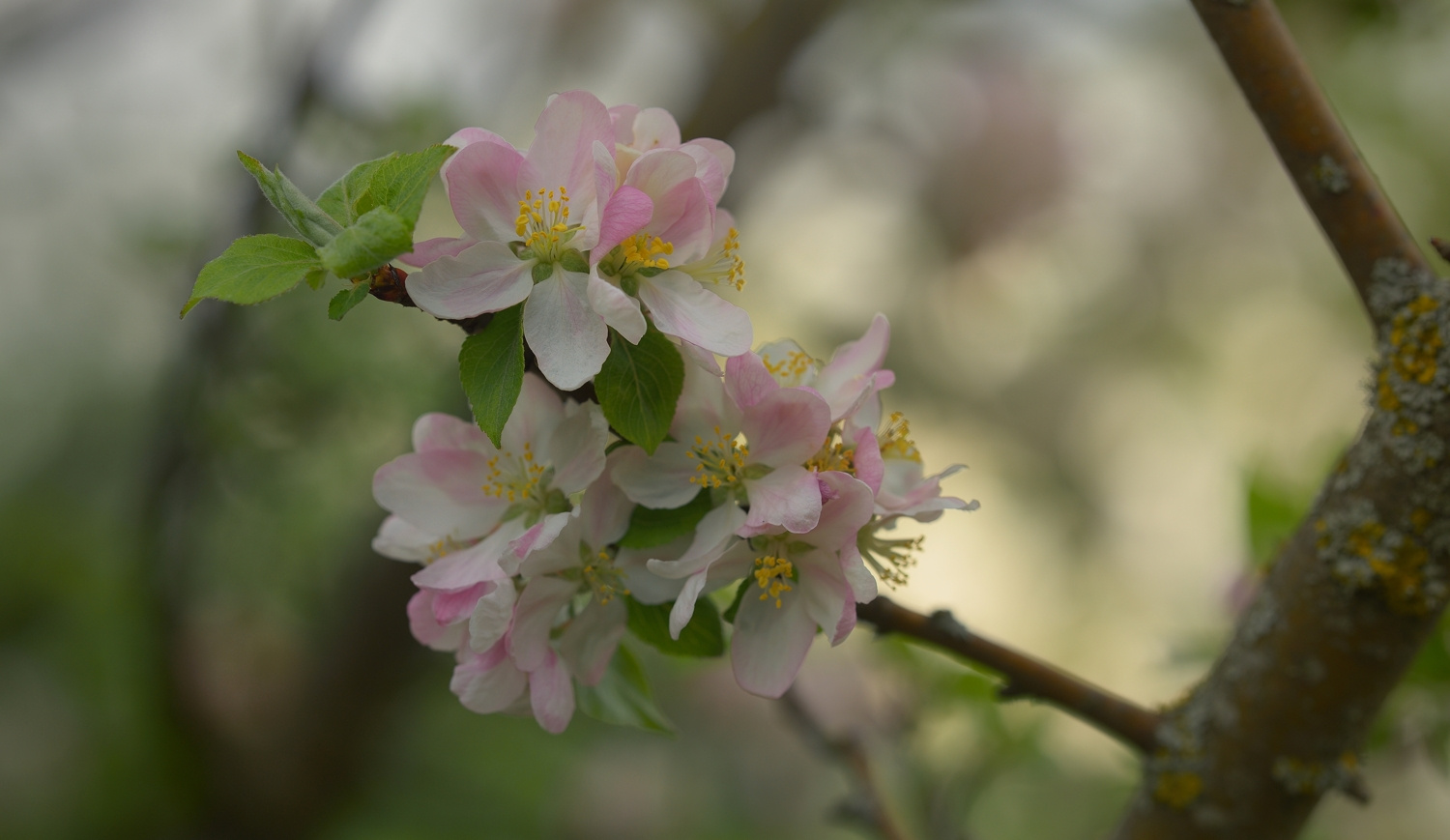 Весна весна лес цветы яблоня