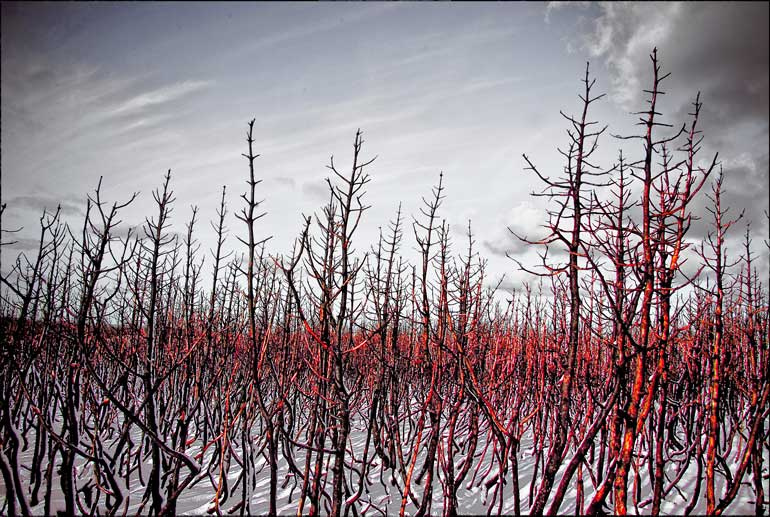 nida/blaze nida, fire, nature, coast