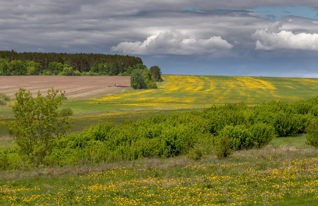 Желтые пятнышки Поле трава цветы деревья кусты лес трактор облака лето Россия глубинка
